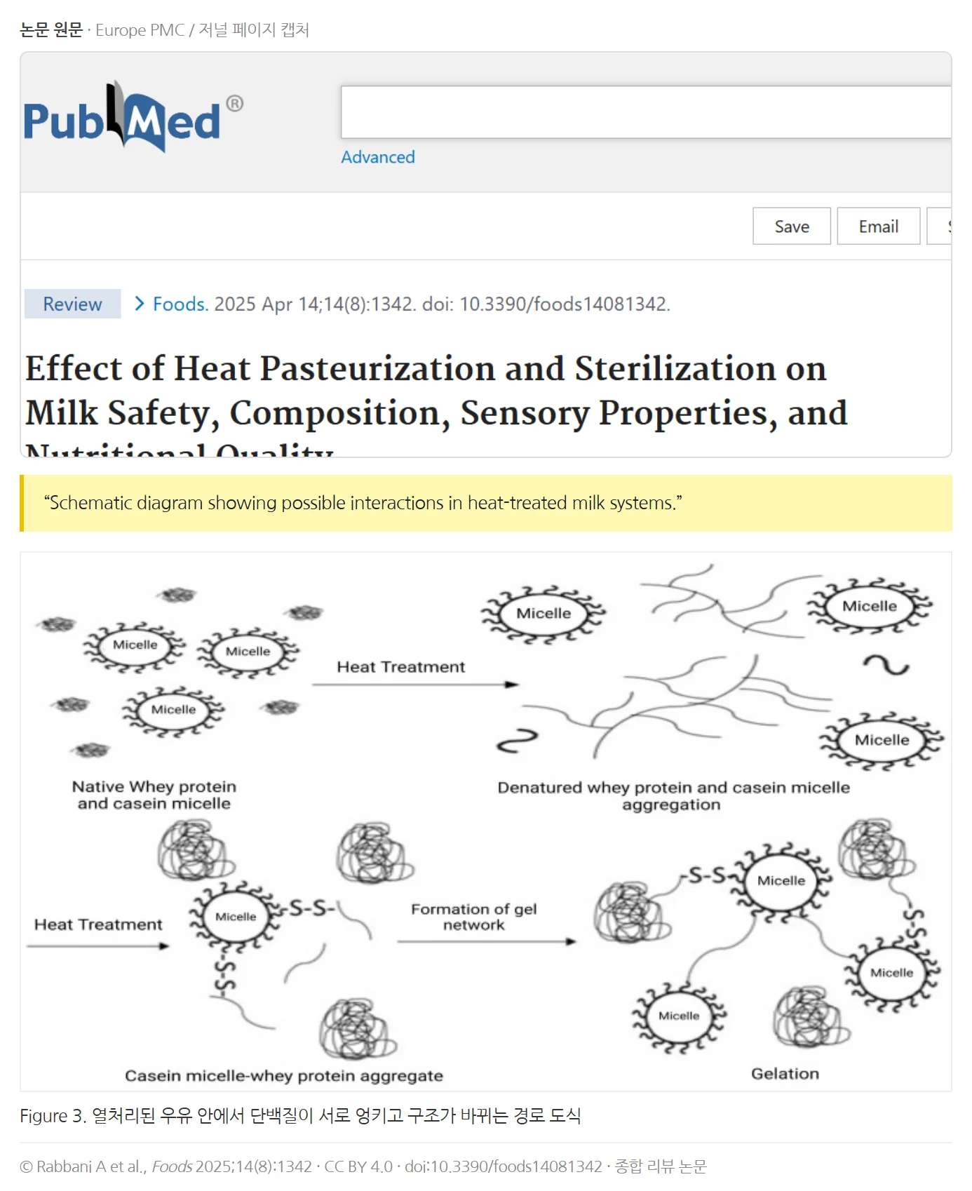 Rabbani et al., Foods 2025 — 열처리 우유의 단백질 상호작용 도식