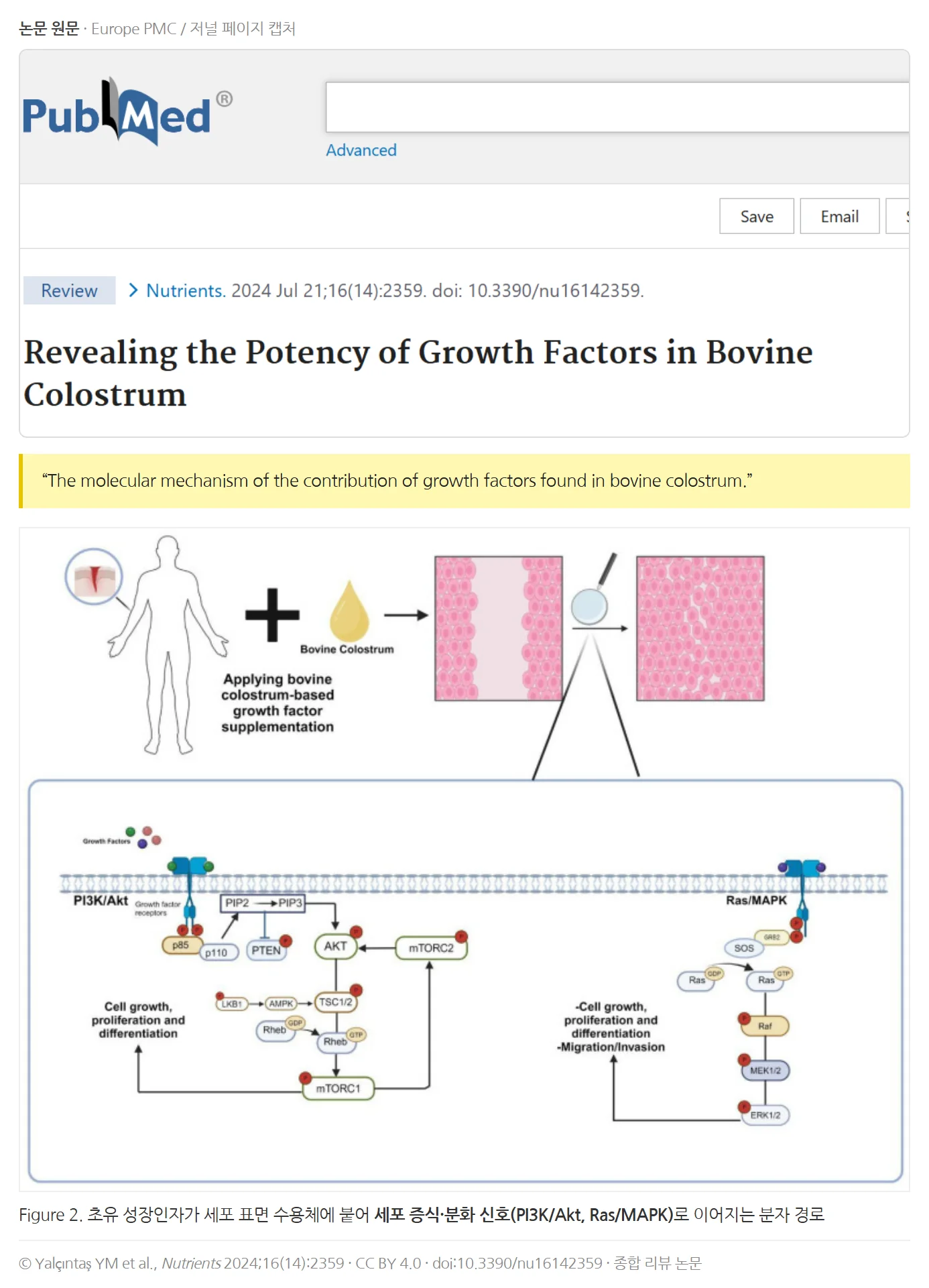 Yalçıntaş et al., Nutrients 2024 — 초유 성장인자의 분자 경로